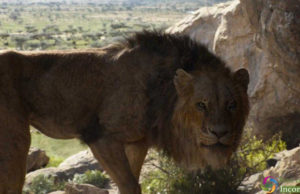 The Lion King 17th Day Collection, Earns 139.20 Crores by 3rd Weekend in India!