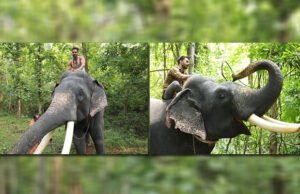 On World Wildlife Day, Pulkit Samrat shares unseen images from his film upcoming Haathi Mere Saathi